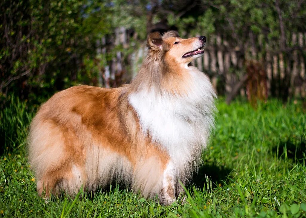 колли шелти. шелти в полный рост. фотографии дома с собаками колли шелти бордер колли в пентхаусе. колли длинношёрстный. мини колли шелти.