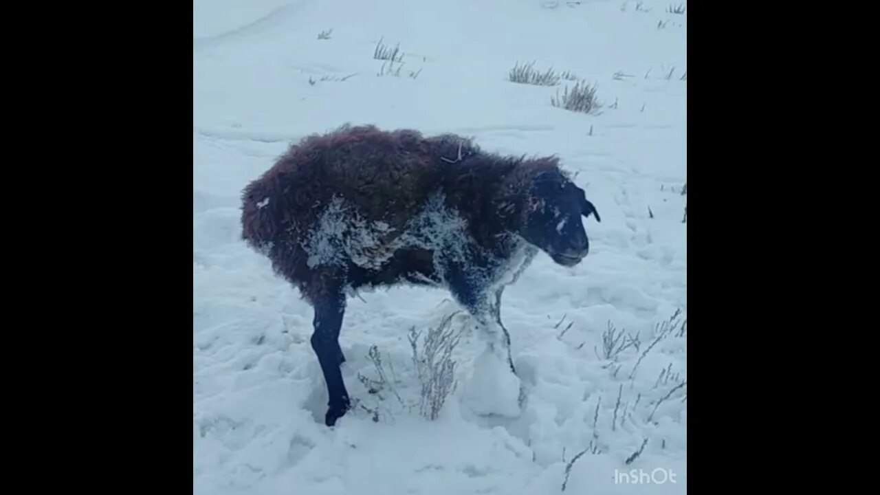 Волки разрыва геншин. Замерзшие животные в Казахстане. Астана замерзшие животные.