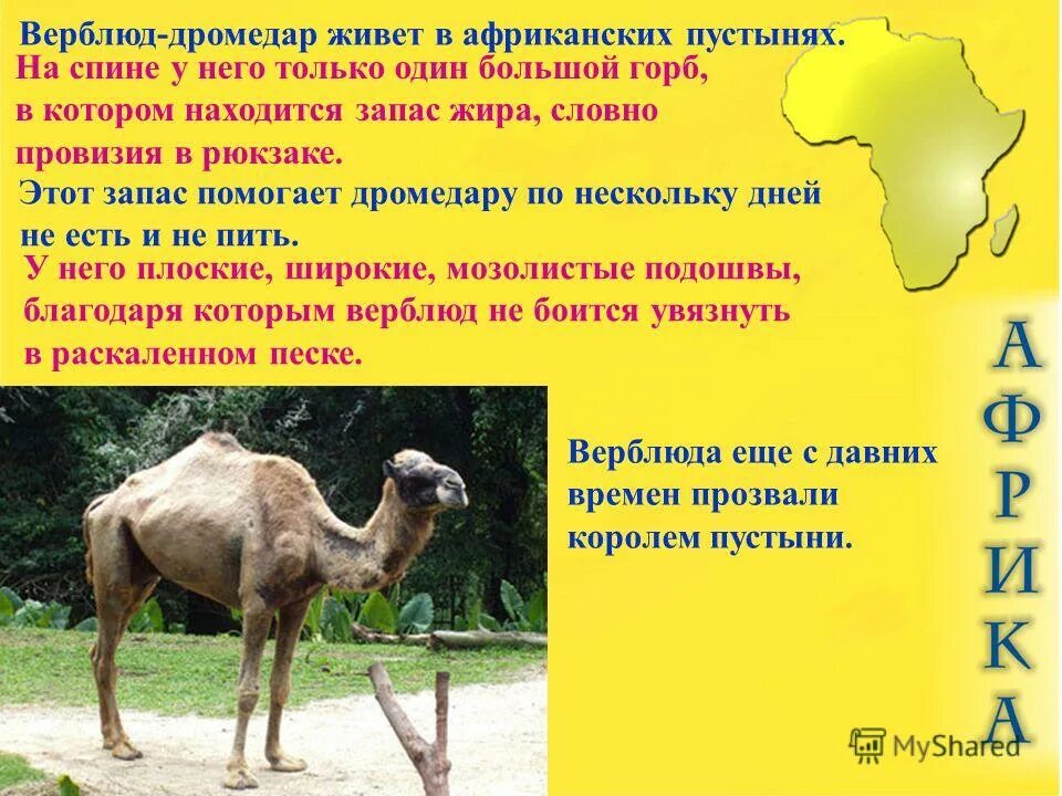 Роль процесса испарения в жизни животных. Функции верблюда. Верблюд презентация. Сообщение о верблюде. Двугорбый верблюд описание.