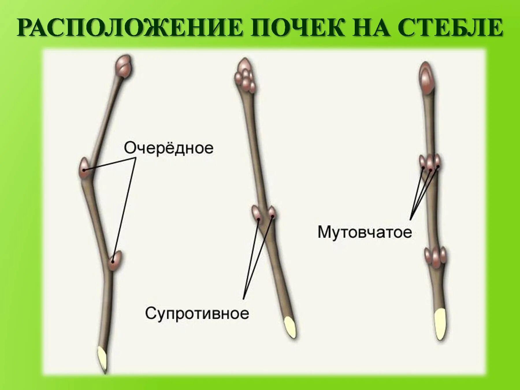 Рисунок строение почек расположение почек на стебле. Виды почек по расположению. Расположение почек на стебле. Виды почек по расположению. Виды почек по расположению.