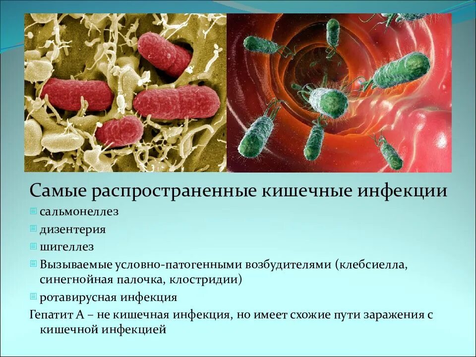 Заболевания возбудителем которых являются патогенные. Шигеллез кишечная инфекция. Бактерии возбудители заболеваний дизентерия. Условно патогенные возбудители кишечных инфекций. Кишечные инфекции заболевания.