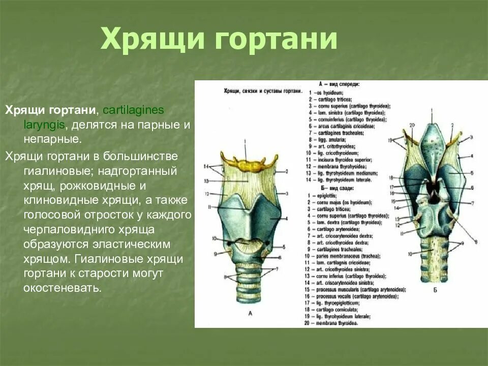 3 хряща гортани. Хрящи гортани клиновидный парные. Клиновидный хрящи гортани анатомия. Непарные хрящи гортани. Парные хрящи гортани анатомия.