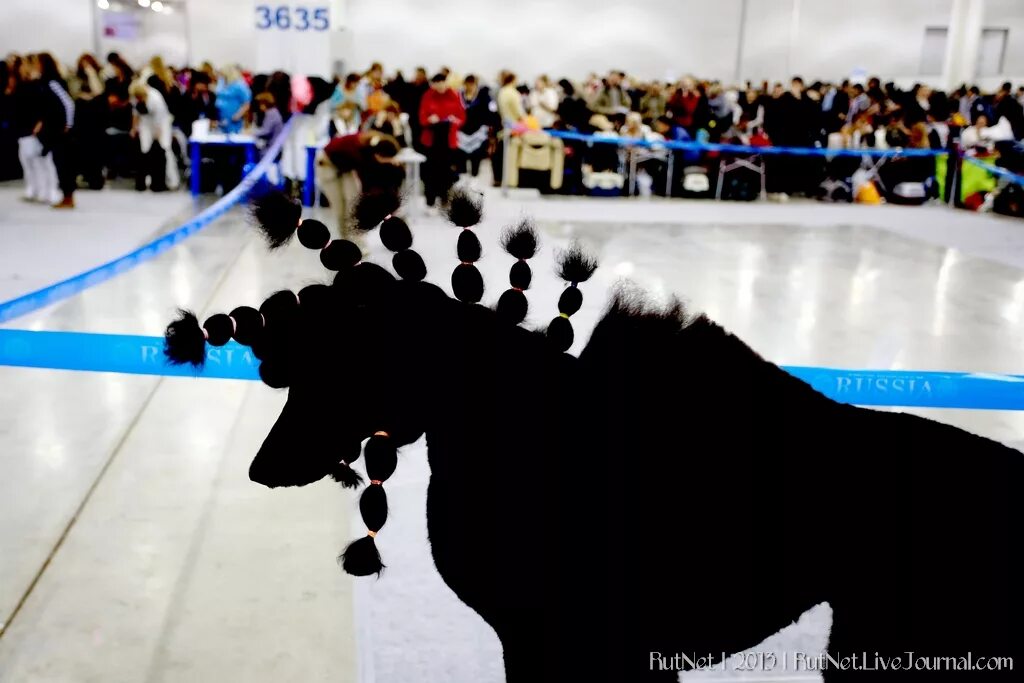 Г. Всепородные выставки собак 2020. Всепородная выставка собак. Выставка собак 20. Выставка собак в сокольниках 2015 г.