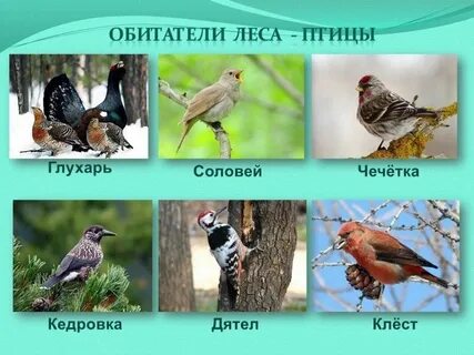 Какие птицы