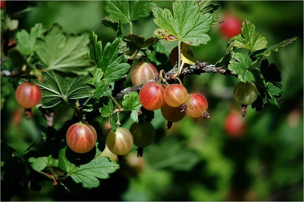 Крыжовник читать полностью. Крыжовник Европейский (отклоненный) grossularia reclinata. Крыжовник Европейский grossularia reclinata. Крыжовник отклоненный куст. Крыжовник (ribes grossularia `Командор`).