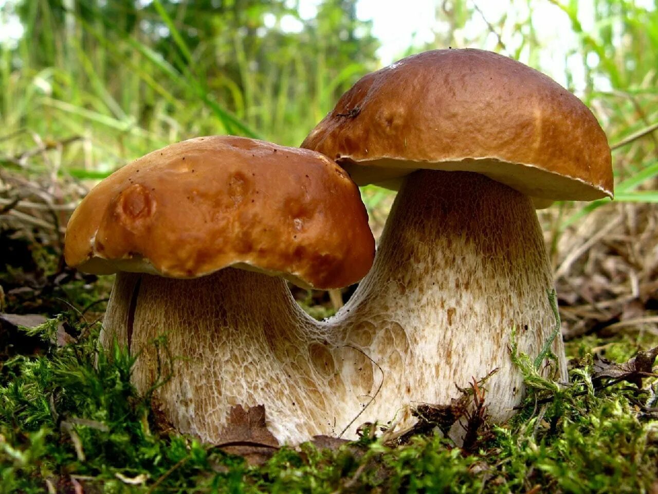 Грибы это. Гриб Ведьмин Боровик. Луговой белый гриб. Boletus edulis – белый гриб. Белый гриб или Боровик.