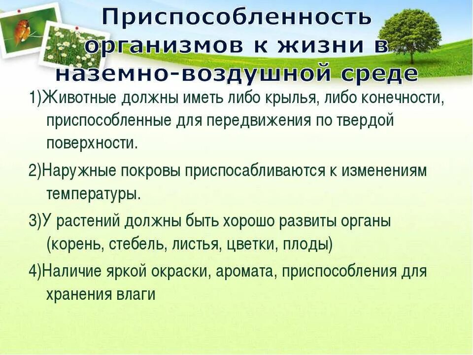 Сообщение о наземно воздушной среде. Способы передвижения наземно воздушной среды. органы дыхания в наземно воздушной среде. наземно воздушная среда презентация. растения обитающие в наземно воздушной среде.