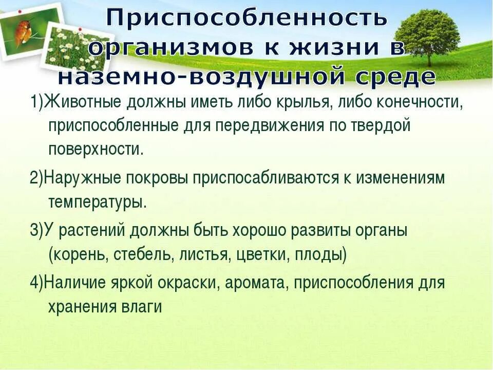 Температура в наземно воздушной среде обитания. Способы передвижения наземно воздушной среды. Органы дыхания в наземно воздушной среде. Наземно воздушная среда презентация. В наземно воздушной среде обитания достаточно