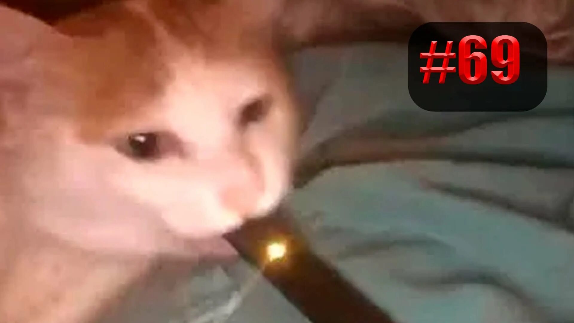 Кот мем из тик. Кот с джулом. смешные моменты с кошками. короткий видеоролик с животными. cat vape.