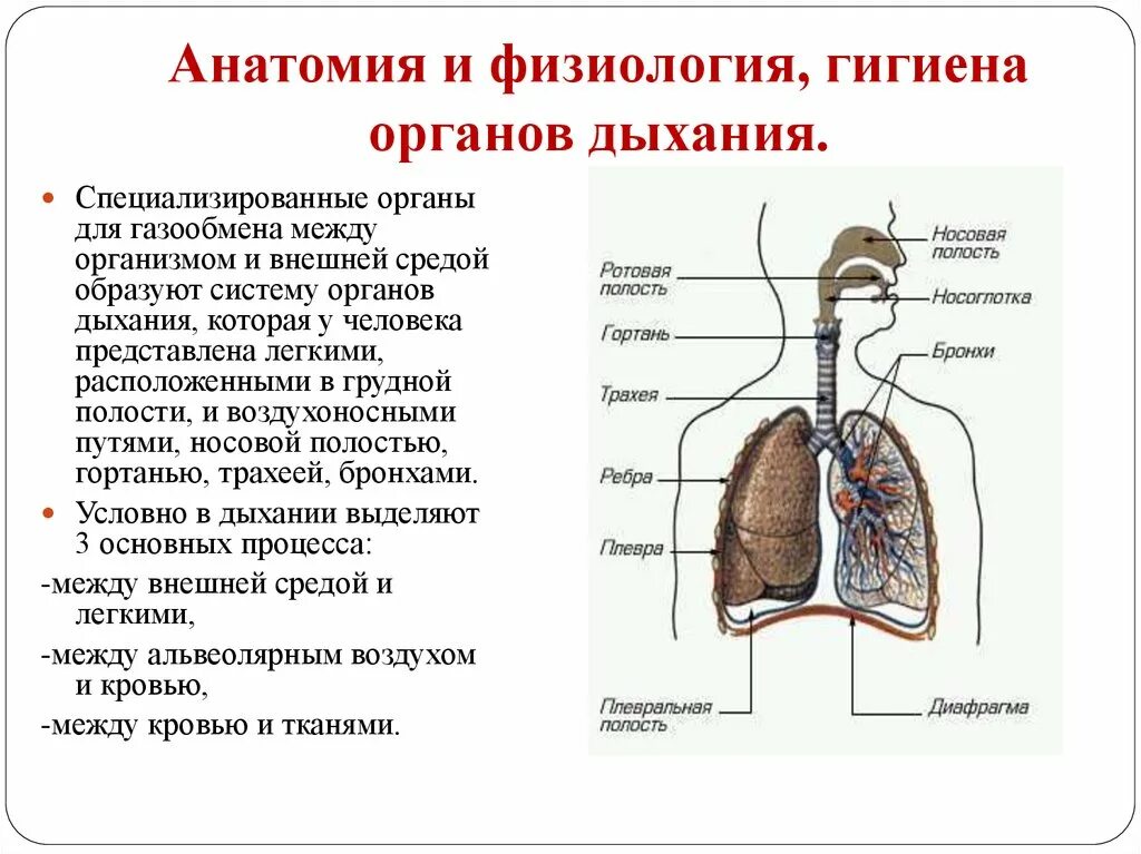 Дыхательная система органов структура. Схема строения системы органов дыхания. Физиология дыхательной системы схема. Анатомическое строение дыхательной системы кратко. Анатомическая система организма