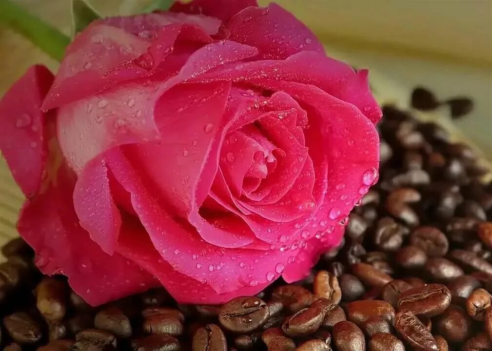Доброе утро картинки с розами и надписями. Доброе утро розы. С добрым утром розы. Открытки с добрым утром с розами. Доброе утро красивые розы.
