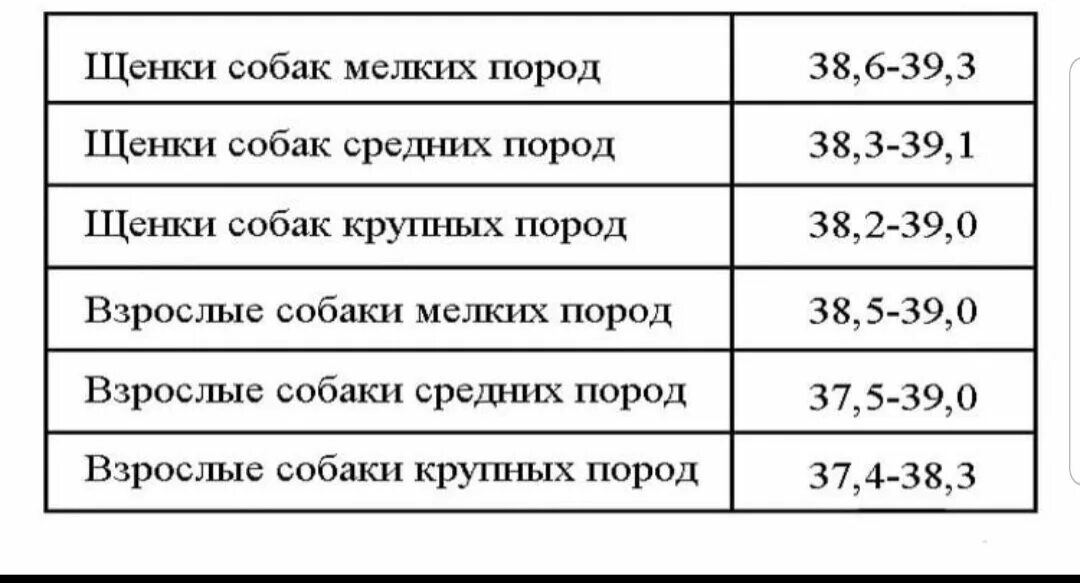 Какая норма температуры у собак. Норма температуры у собак мелких пород. Нормальная температура тела у собак мелких пород. Какая нормальная температура у собаки средней.