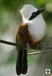 White crested