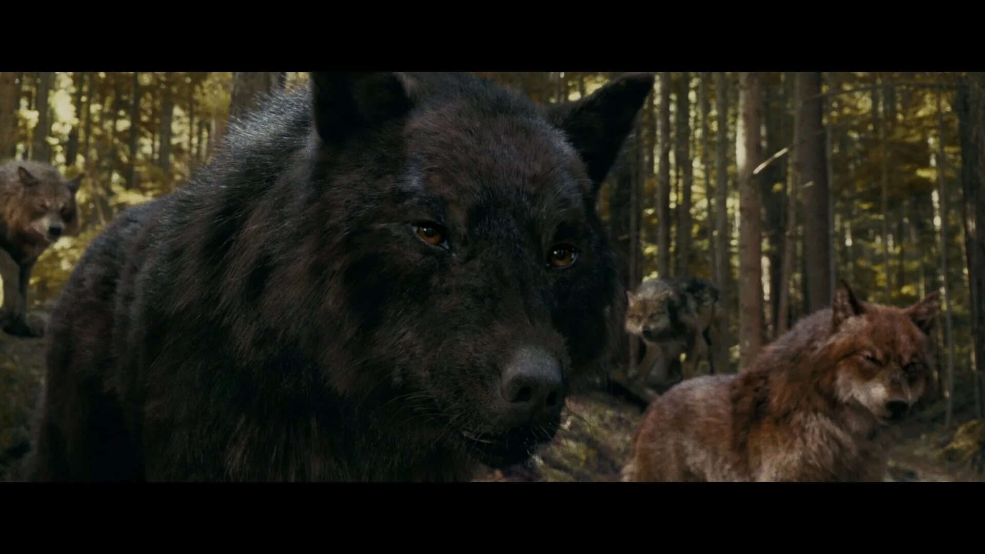 Джейкоб оборотень. Карельский оборотень. Оборотень из сумерек сэм. Карельский оборотень. Волк фэнтези.