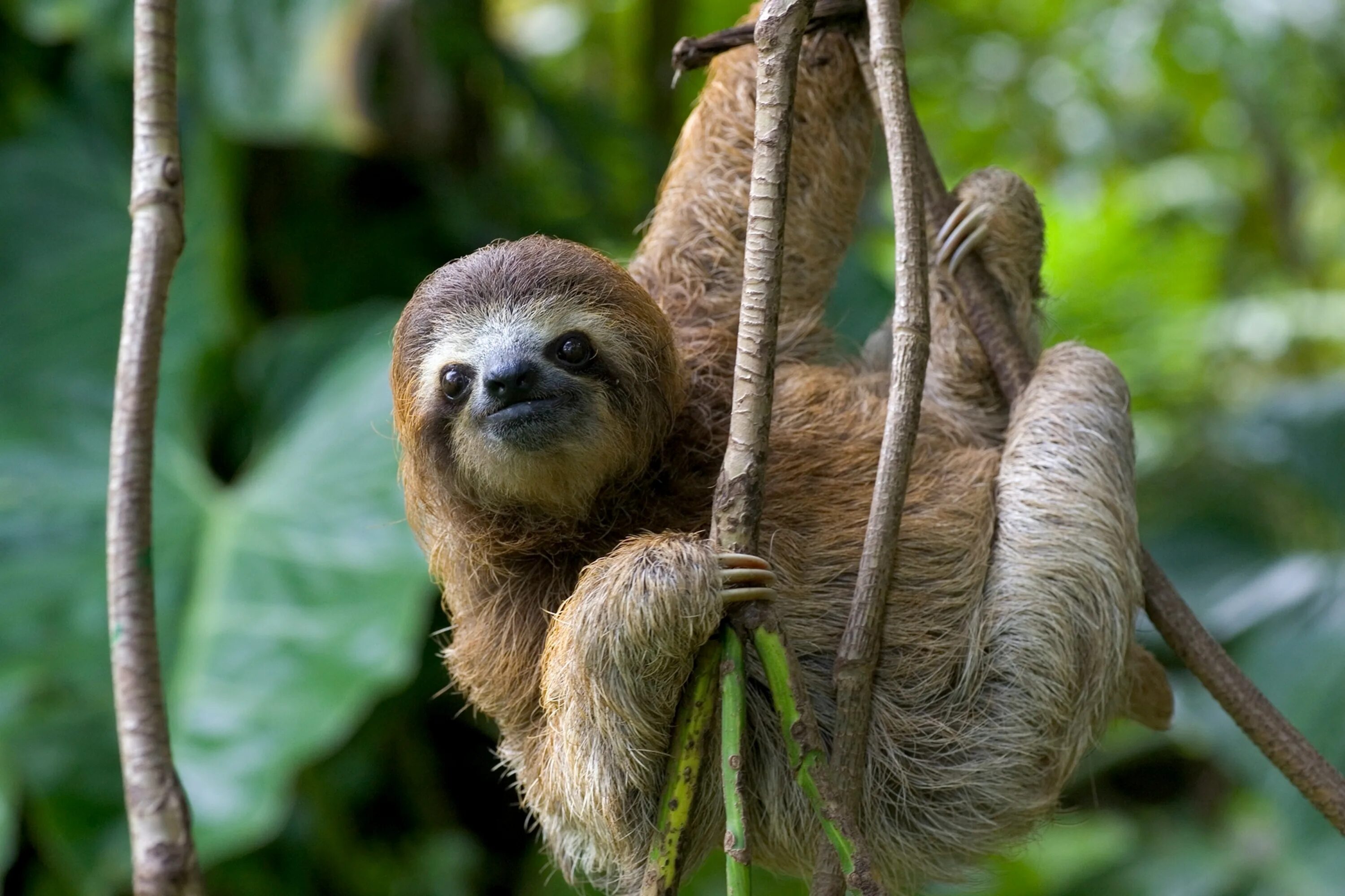Спільнота Steam :: :: Sloth 2