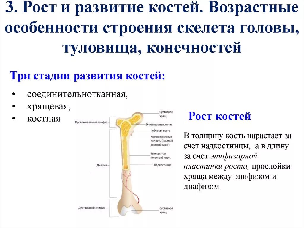 Возрастные особенности развития скелета туловища. Возрастные особенности костей анатомия. Возрастные изменения костей анатомия. Возрастные особенности строения скелета туловища.