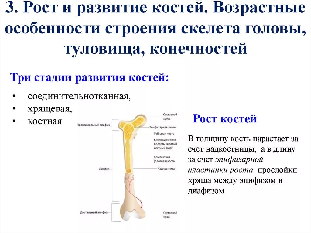 Возрастные особенности развития скелета туловища. Возрастные особенности костей анатомия. Возрастные изменения костей анатомия. Возрастные особенности строения скелета туловища. Признак возрастных изменений костей