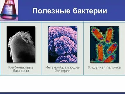Выберите изображение бактерии