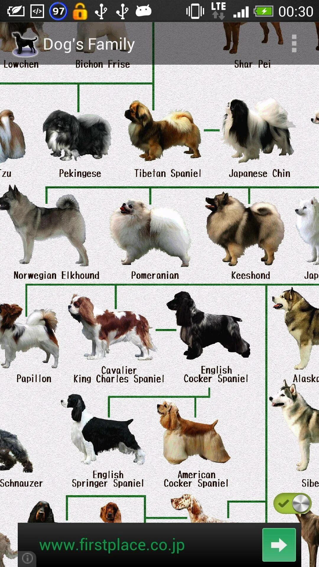 Породы собак названия. Породы собак с фотографиями. Породы средних собак названия. Средняя порода собак название.
