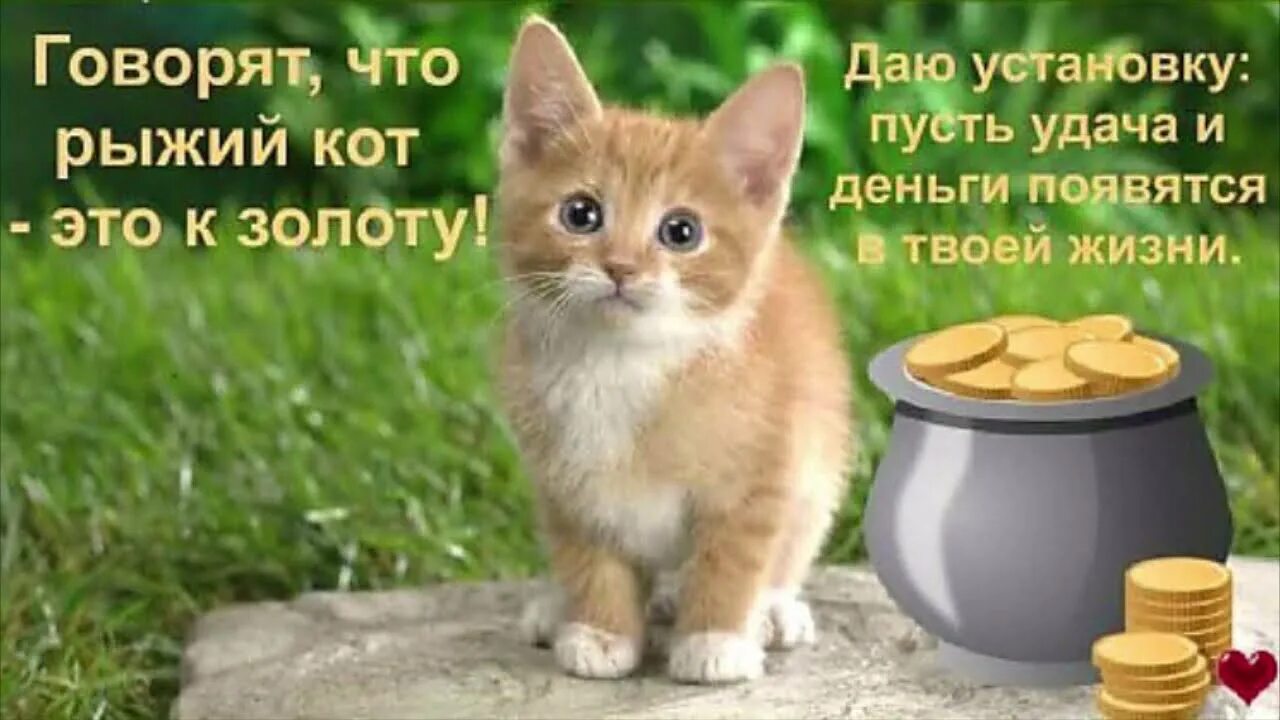 Утро с котами с надписями. Котик удачи. Рыжий кот на удачу. Хорошего дня кот. Добрый день с рыжим котом.