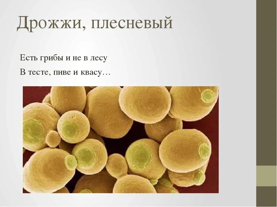 Дрожжевые грибы в жизни человека. Дрожжи грибы биология. Плесневые грибы и дрожжи 5 класс биология. Грибы Шляпочные, плесневые, паразитические, дрожжи. Группа грибов дрожжи.