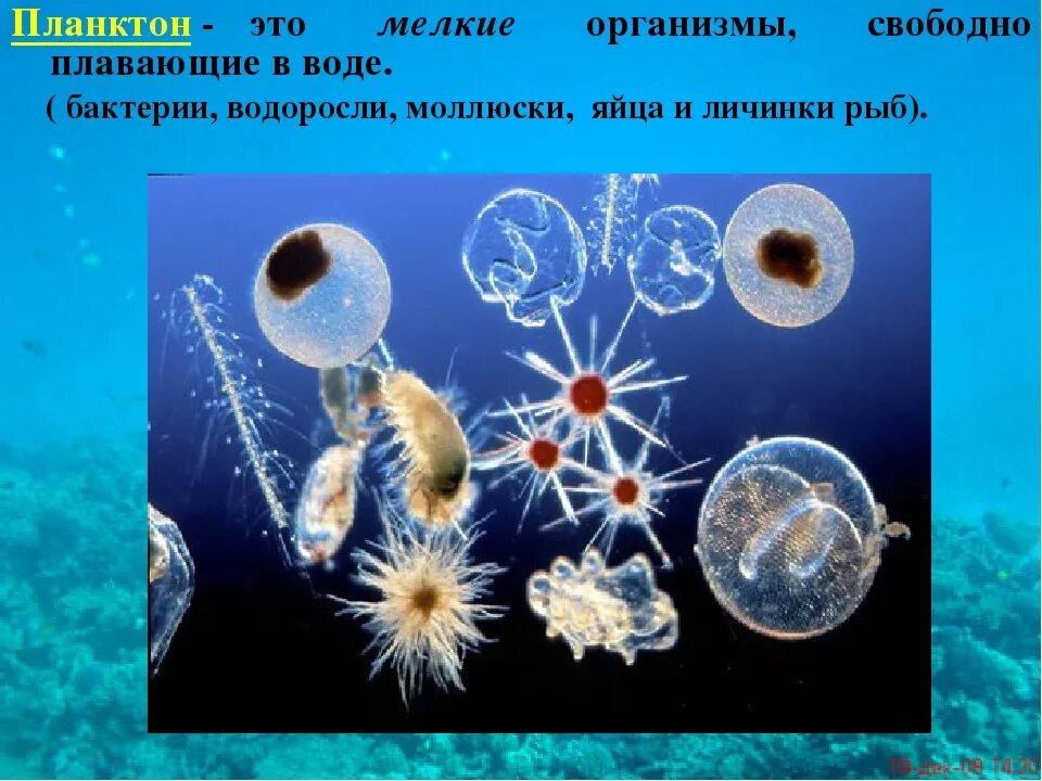 Что такое планктон 5 класс. Планктон Нектон бентос. Планктон фитопланктон зоопланктон бентос. Планктон это в биологии. Планкеон.