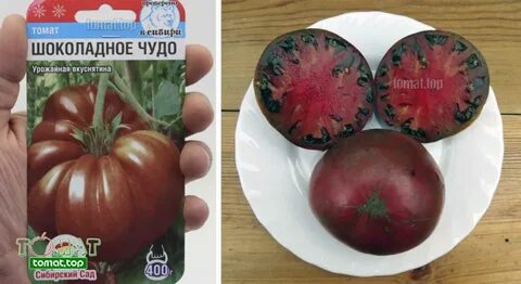 Томат сорт шоколадный отзывы