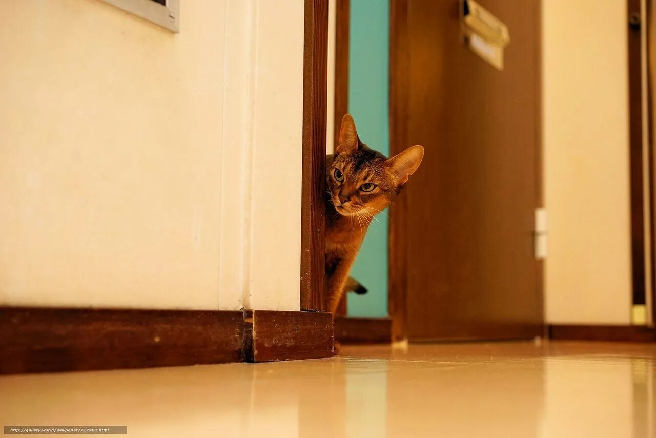 Дверь для кота. Коты за дверью. Кот на пороге. Кошки в дверном проеме