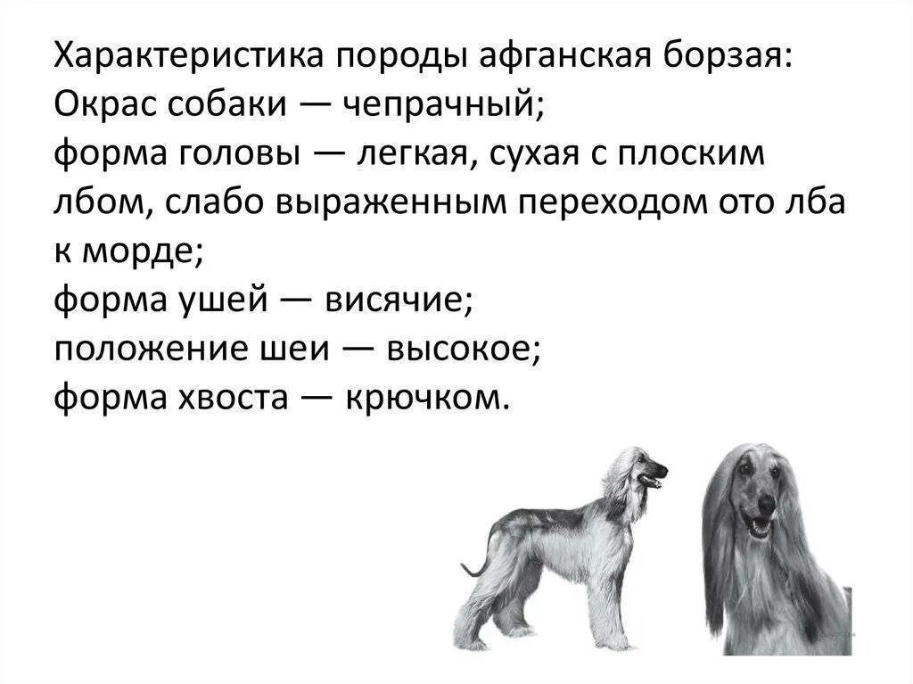 Собак рассматривала. Породы собак характер. описание собаки. морфологическое описание собаки. внешний вид собаки описание.