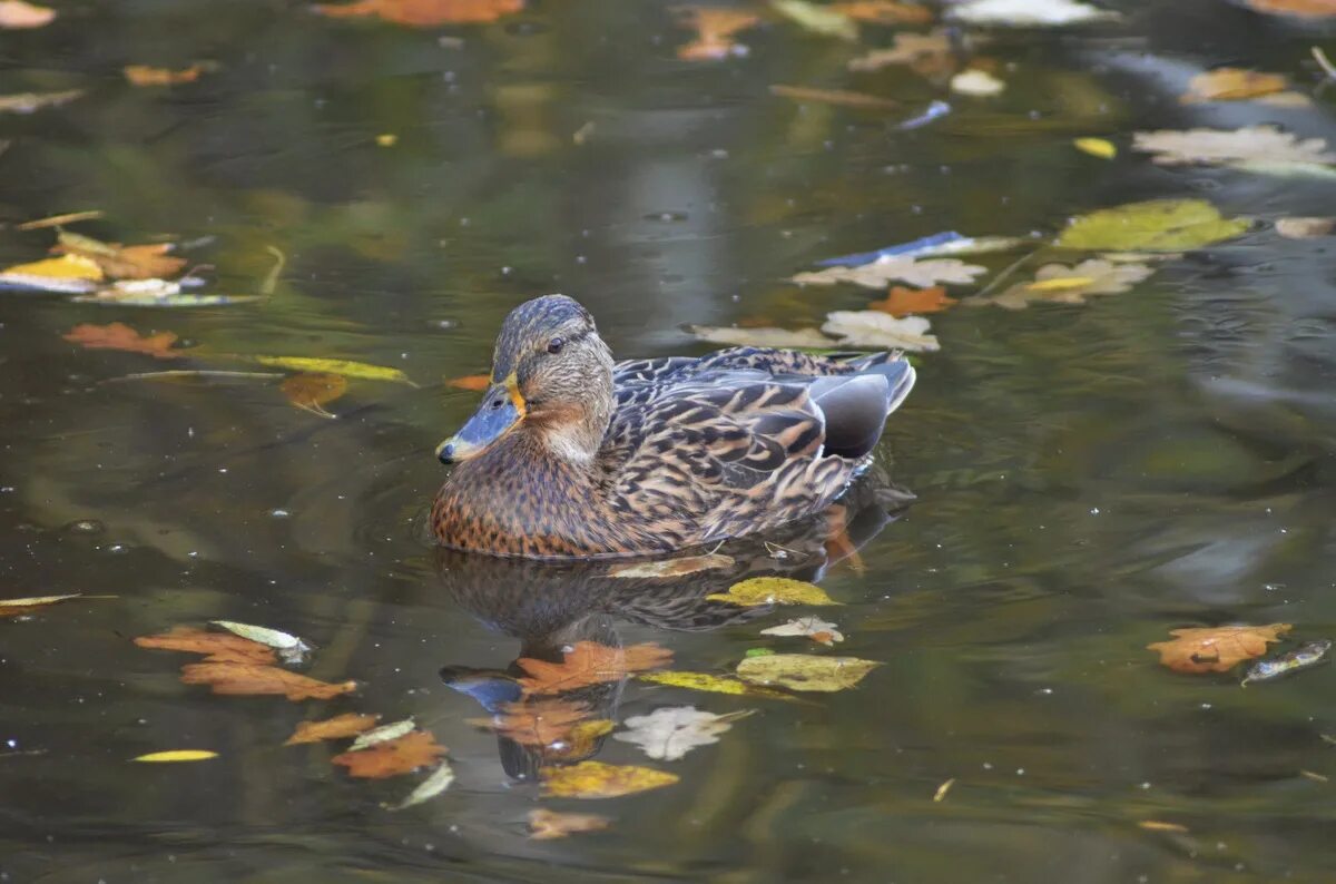 осень утки. птицы осенью. утки осень. птицы осенью. кряква осень.