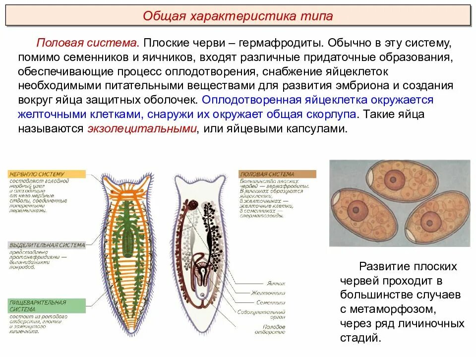 Тип оплодотворения у плоских червей. Тип плоские черви (plathelminthes). Половая система плоских червей таблица. Половая система Тип плоских червей. Назвать плоских червей