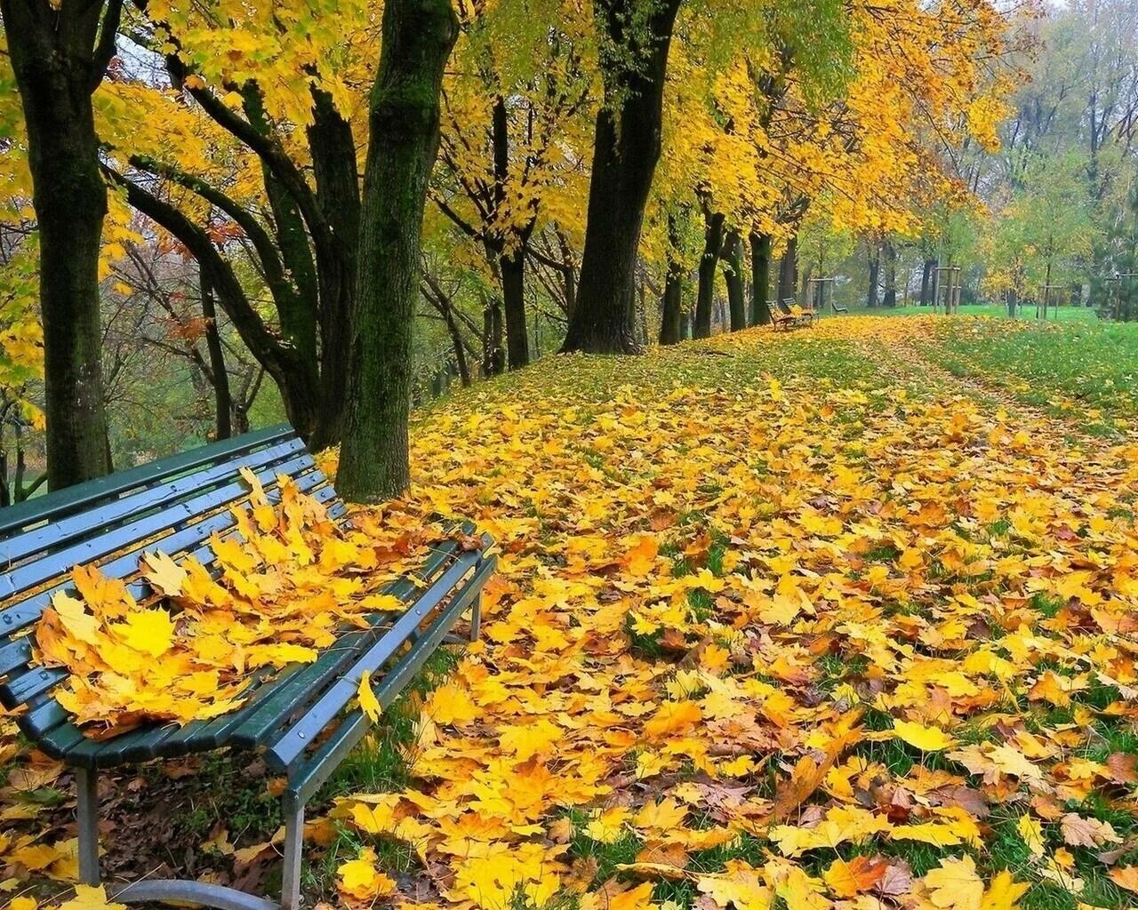 Осень. Осенний парк. Осень в парке. Осенний сквер. Падают листья и устилают землю