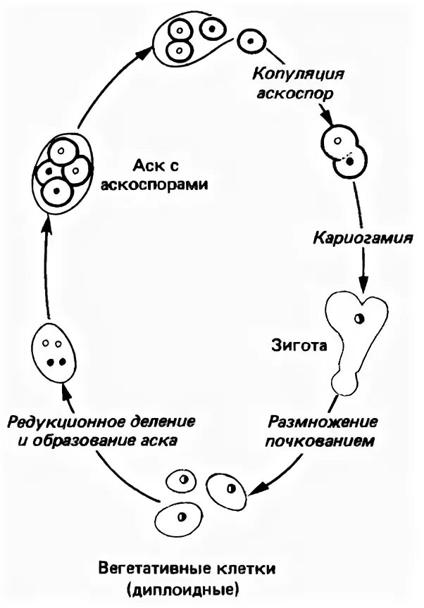 Размножение дрожжей спорами. Жизненный цикл дрожжей схема. Жизненный цикл пекарских дрожжей. Половое размножение дрожжей. Циклы развития дрожжей схема.