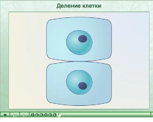 схема деления клетки 5 класс биология. деление клеток 6 класс кратко. деление клетки 5 класс биология пасечник. деление клетки 6 класс биология. этапы деления клетки 6 класс биология.