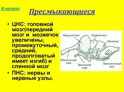 Урок нервная система животных