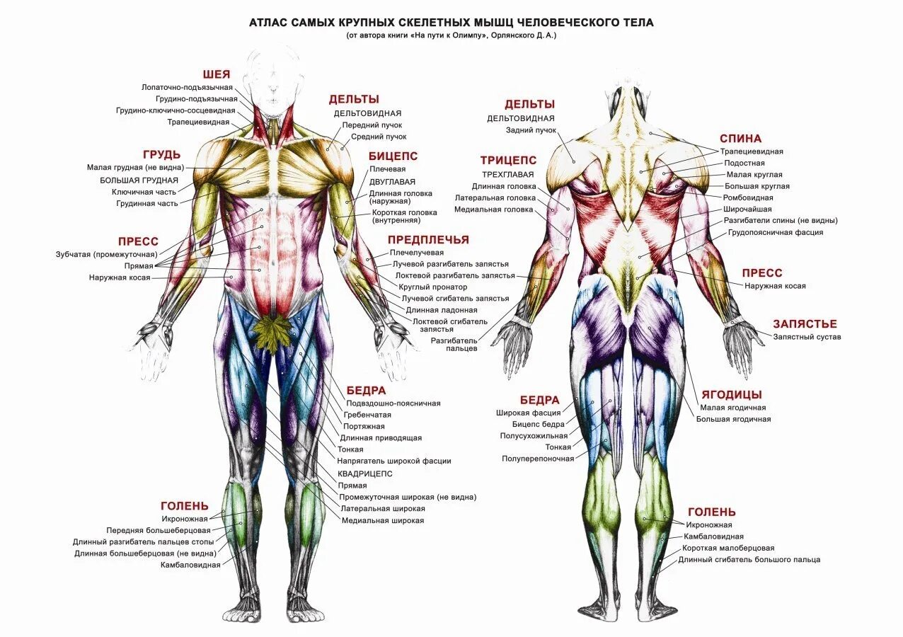 Какое количество мышц у человека. Мышцы тела анатомия атлас. Анатомия человека атлас скелет и мышцы. Строение и название мышц. Мышечная система человека схема.