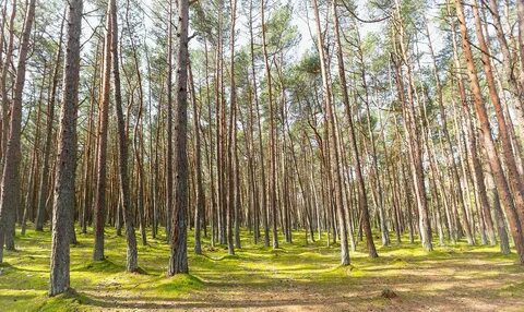 Калининградская область какие леса