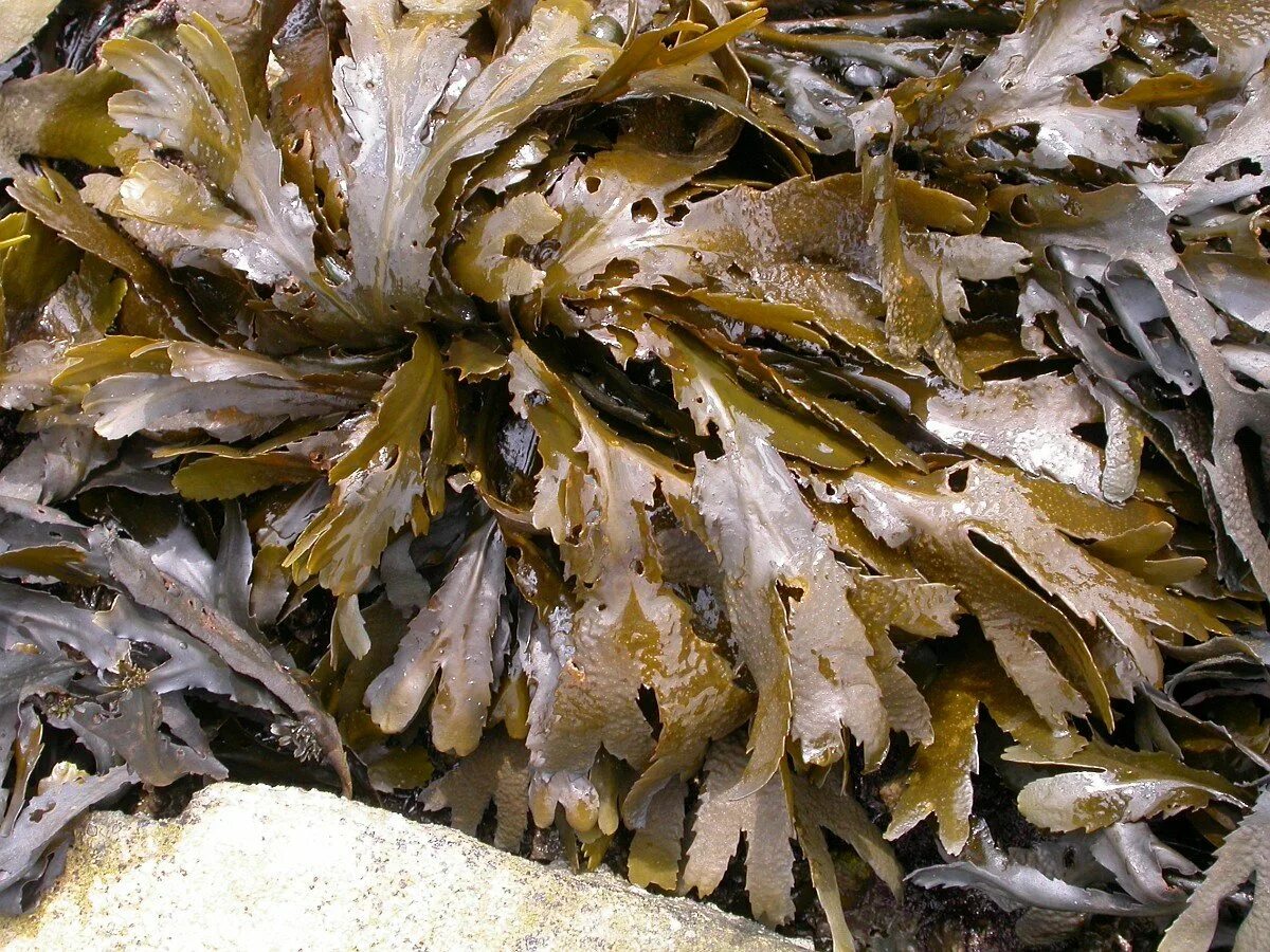 Лошадиная водоросль. Бурые водоросли фукус. Fucus serratus. Фукус и ламинария. Бурые водоросли ламинария.