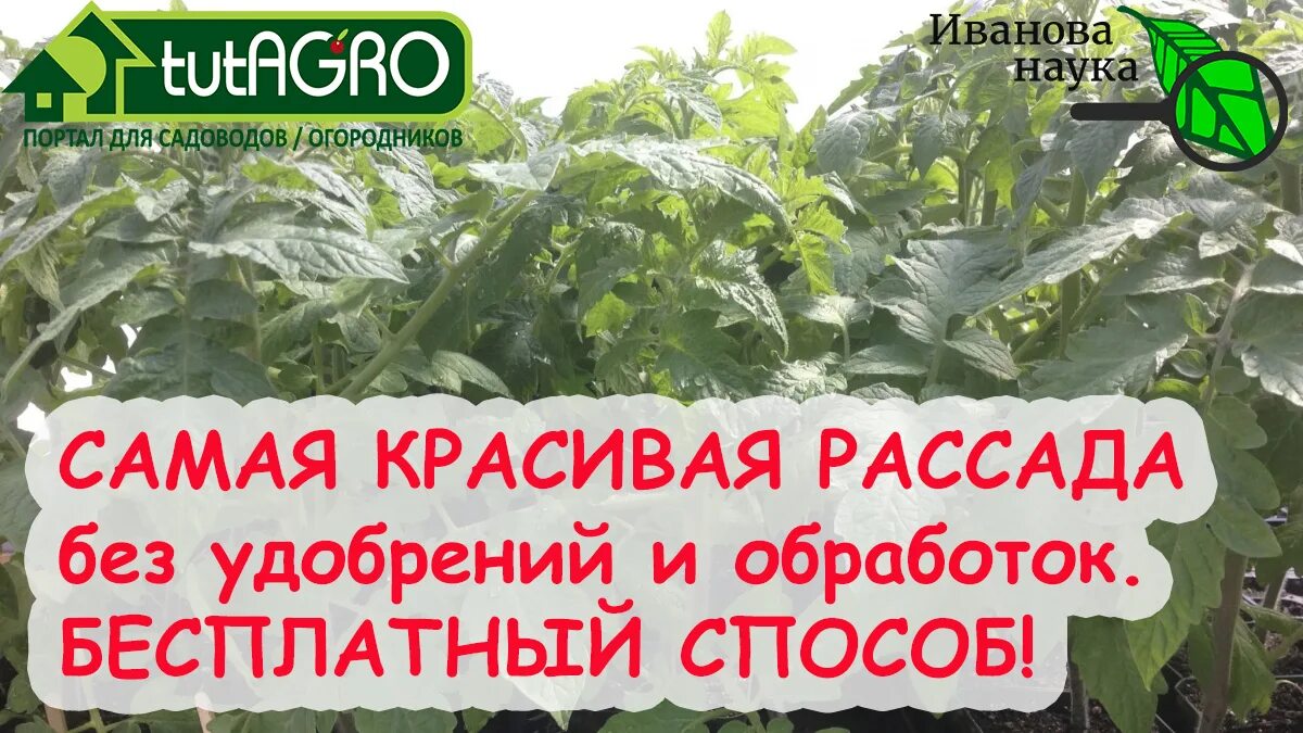 Помидорная рассада. Чтобы рассада была крепкой и толстой. Трехнедельная рассада томатов. Подкормка рассады перца. Вытянутая рассада.