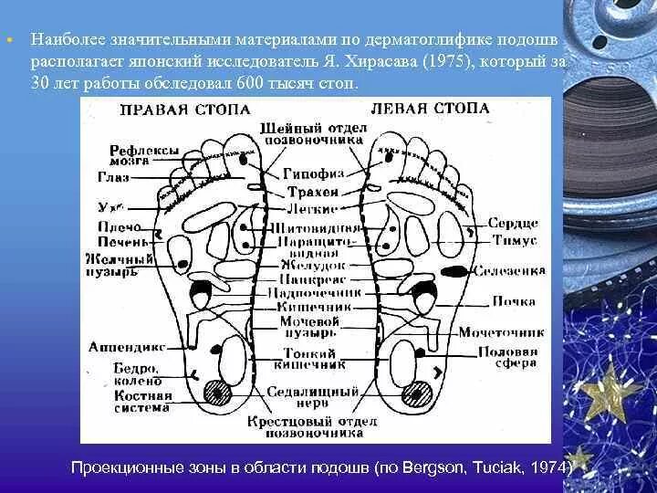 Дерматоглифика стоп. Дерматоглифика ступня. Проекционные щоны нёба. Дерматоглифика в медицине. Область подошвы