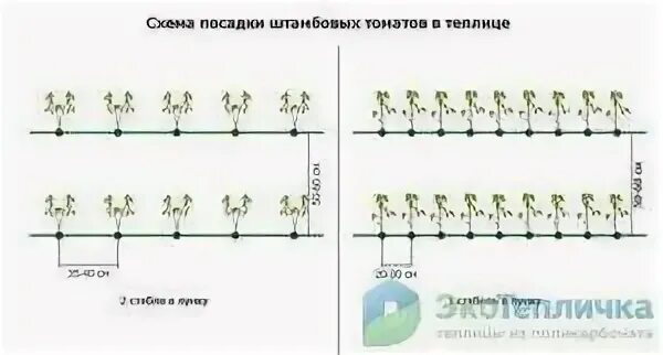 Схема посадки болгарского перца