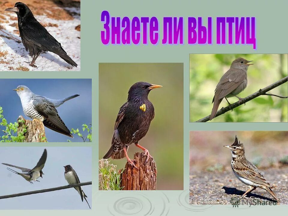 Соловей скворец. Грач скворец жаворонок. скворец, жаворонок, грач отряд. грач жаворонок кукушка. соловей и кукушка.