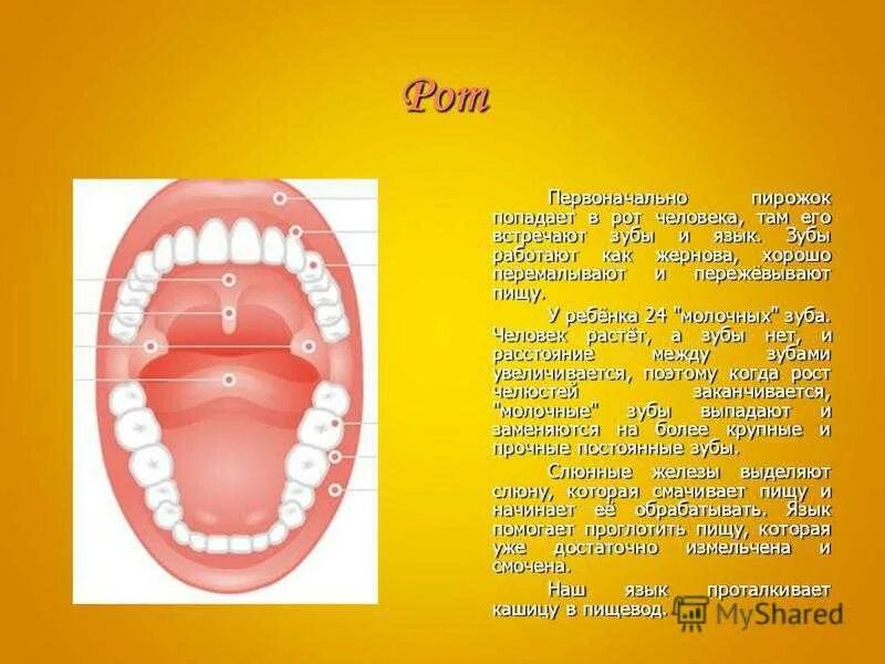 Ешьте ртом что значит. Зубы человека. Ротовая полость за зубами.