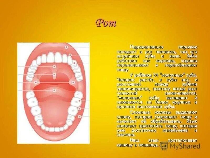 Во сколько открывают рот. Зубы человека.