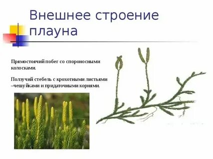 Характеристика плаунов и хвощей 7 класс