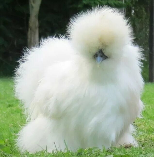 Китайская шелковая (Silkie Bantam). Китайская шелковая Брама. Китайский шелковый силок. Китайские хохлатые курочки.