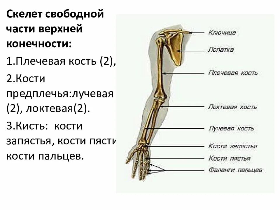 Скелет свободной верхней конечности анатомия. Плечевая кость строение на скелете. Строение скелета предплечье плечо. Плечо предплечье кисть анатомия латынь.