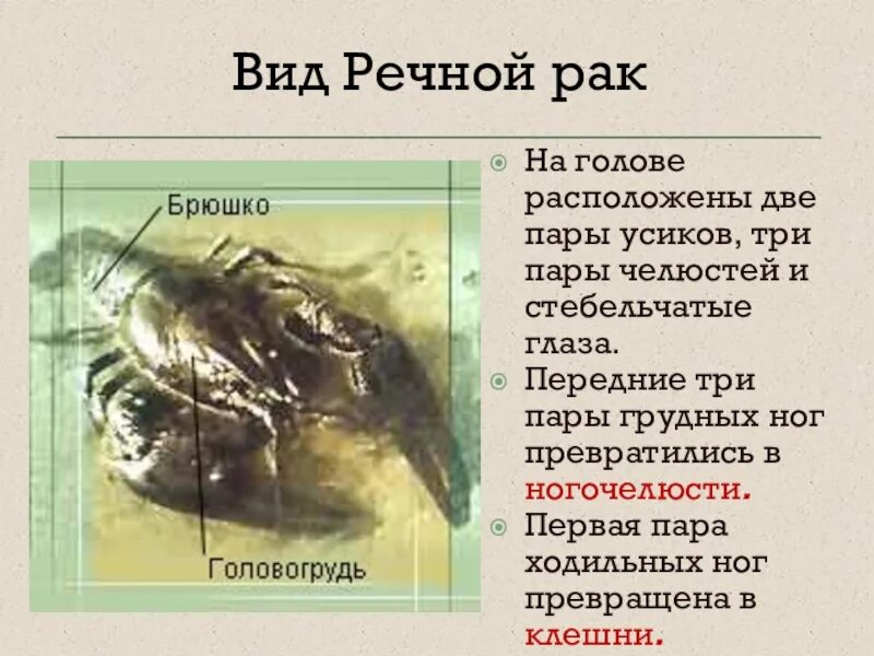 Ракообразные. На голове размещены ______________пары усиков. Дафния головогрудь и брюшко. Ногочелюсти у ракообразных. Сколько усиков у ресноготрака. Речной рак головогрудь брюшко