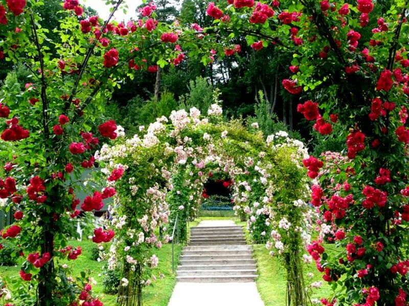 бабушка вырастила прекрасные плетистые розы. бабушка вырастила прекрасные плетистые розы. бабушка вырастила прекрасные плетистые розы. сады дюпона пенсильвания. в саду у бабушки.