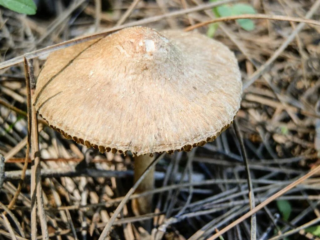 Lactarius flexuosus серушка. Гриб рядовка серушка. Зеленушки серушки рядовки. Грибы серухи рядовки. Серушка съедобные грибы.